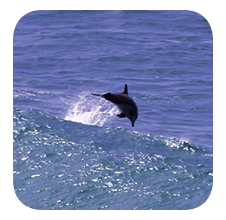 Dolphin