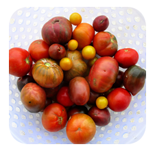 tomatoes from the organic vegetable garden at Wild Lubanzi